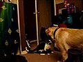 cat vs dog | BahVideo.com