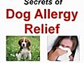 Secrets To Relief From Dog Allergies | BahVideo.com