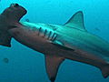Animals Can CITES Save Hammerhead Sharks  | BahVideo.com