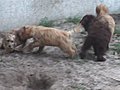Puppies at play HD  | BahVideo.com