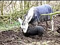 Asbo donkey | BahVideo.com
