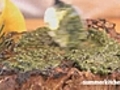 Chimichurri Sauce | BahVideo.com