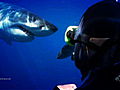 Shark Week Show Me Your Teeth | BahVideo.com