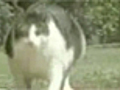 Fat Cat | BahVideo.com
