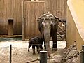 Druh sl n v Zoo Ostrava - The second  | BahVideo.com