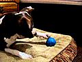 Pitbull vs zany ball  | BahVideo.com