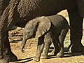 African Elephant Calf | BahVideo.com