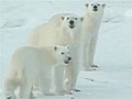 Obama sets aside land for polar bears | BahVideo.com