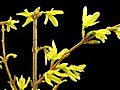 Time-lapse Of Opening Forsythia Flowers Isolated On Black 1a Stock Footage | BahVideo.com