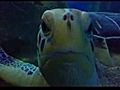 Creatures at Aquaria KLCC | BahVideo.com