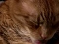 Cat licking | BahVideo.com