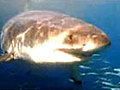 Great white shark attacks over confident presenter | BahVideo.com