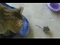 Tom ve Jerry i bulduk  | BahVideo.com