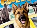 Cool Dog | BahVideo.com