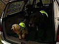 Pet detective dogs | BahVideo.com