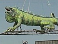 Take a Look Flying Iguana | BahVideo.com