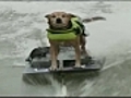 Wow Dog rides motorcycle and goes water skiing | BahVideo.com