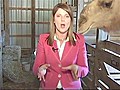 Camel Eats Reporter s Hair | BahVideo.com