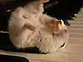 Fat Hamster | BahVideo.com