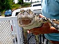 Fla drought forcing gators to move | BahVideo.com