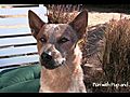 Ruger s Smart Dog Tricks | BahVideo.com