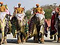 DANCING ELEPHANTS | BahVideo.com