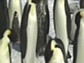 Human Antarctic Penguin Researcher 10 23  | BahVideo.com