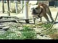 YAY Funny Animal Videos  | BahVideo.com