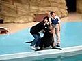 Close Encounter With A Sea Lion | BahVideo.com