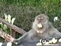 Le singe glouton | BahVideo.com