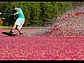 Wakeboarding in a Cranberry Bog | BahVideo.com
