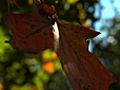 Watch The Seasons Change At Morton Arboretum | BahVideo.com