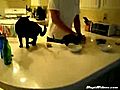 Un chaton affam  | BahVideo.com
