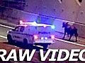 Police in Hot Pursuit of a Cow  | BahVideo.com