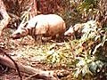 Hope as rare rhino calves filmed in Indonesia | BahVideo.com