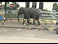 Elephant Rampage- destroys motorbike | BahVideo.com