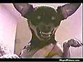 Le chien chauve-souris | BahVideo.com