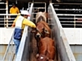 Cattle ban to cost Elders max 7 3m | BahVideo.com