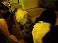6 collies in huis | BahVideo.com