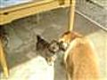 Puppies | BahVideo.com