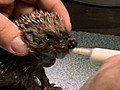Saving Baby Hedgehogs | BahVideo.com
