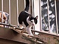 Liebe Tiere Katzen- Anatomie Gipfel der  | BahVideo.com