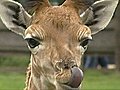 Rare giraffe revealed to public | BahVideo.com
