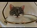 TEAPOT KITTY  | BahVideo.com