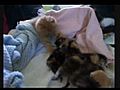 Random clips of the cats when they were babies  | BahVideo.com