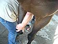 Equine Massage - forehand muscle massage and  | BahVideo.com