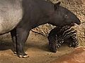 Tapirs | BahVideo.com