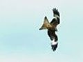 Red kite flight | BahVideo.com