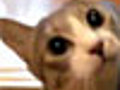 Stealth Cat | BahVideo.com