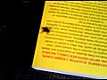 Dead Pregnant Fly | BahVideo.com